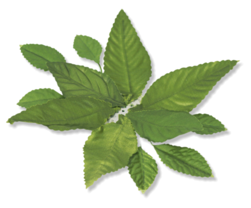 9-INCH-ROSE-LEAVES-MA3600-MG
