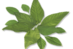 9-INCH-ROSE-LEAVES-MA3600-MG