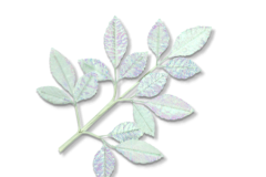 9-INCH-ROSE-LEAVES-MA3866-IR