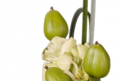 Calla_beauty_shot_1