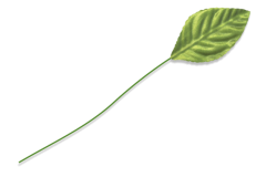 CLASSIC-LEAVES-MA3840-GR