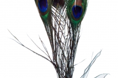 Peacock_Feathers_-_PK1489