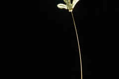 MY1308_Mystical_Leaves_-_Gold