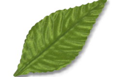 MA3850GR-LEAVES-3-INCH-GREEN