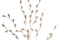 IP1611-Ivory-Pearl-Drop